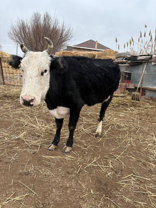 Каска Сиыр сатылады