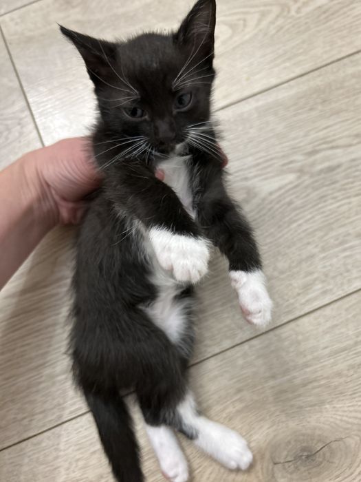 Отдам котят в хорошие руки