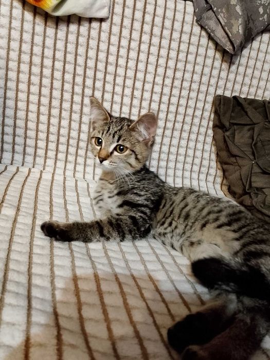Отдам котенка девочка