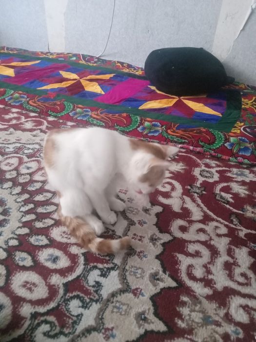 Кошка патцан. Шустрый, чистаплотный,