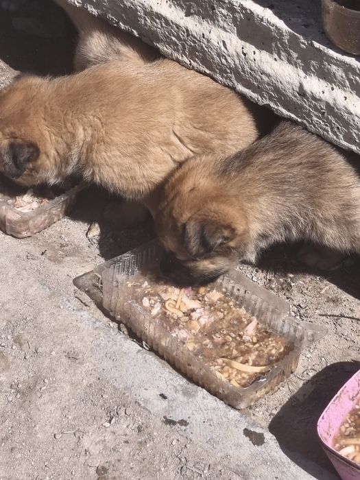 Шенки в добрые руки