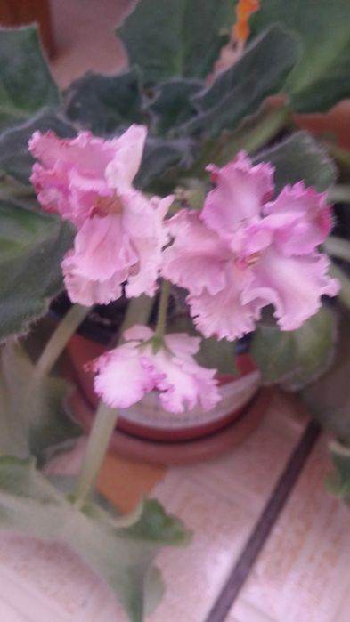 Фиалка комнатная (детка)