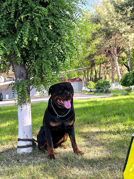 Вязка клубного ротвейлера