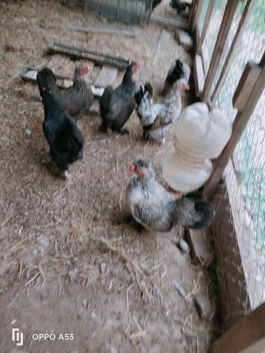 Продам куриц японский карлик
