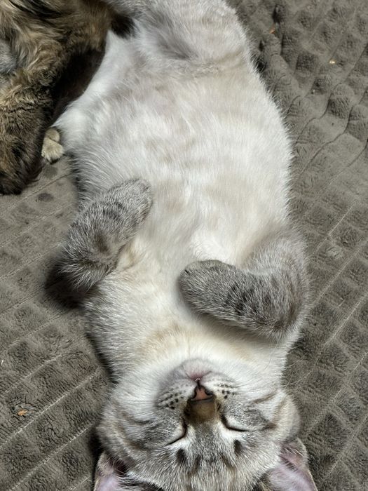 Котята в добрые ручки!