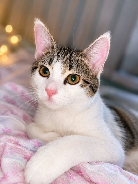 Котята привитые, девочки
