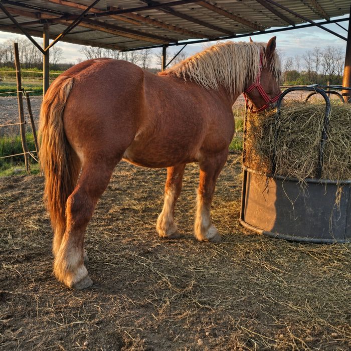 Manză Poloneza de 2 ani foarte cuminte