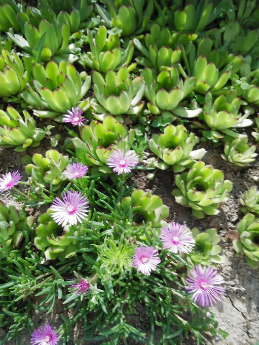 Дебелец  и  два вида седум