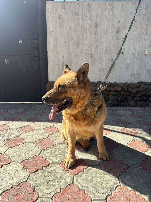 Немецкая овчарка