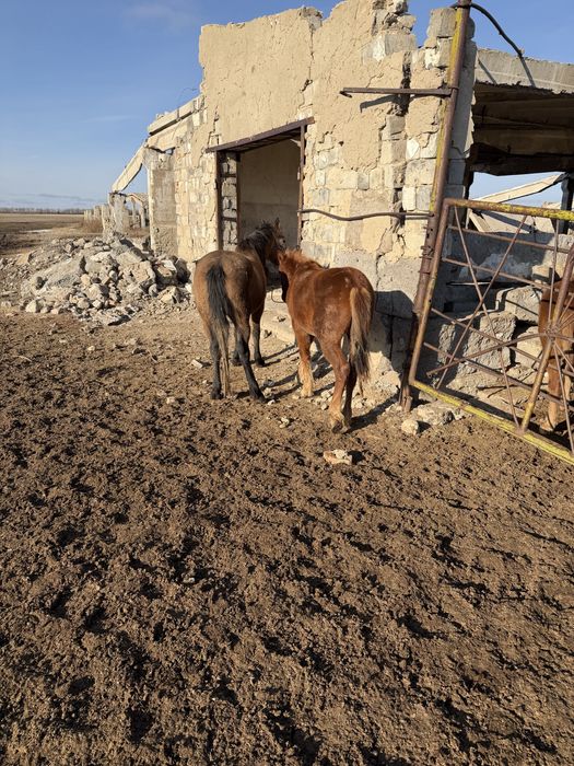 Продам лошадь тай 1,5 года