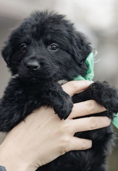 Малыши в добрые руки, возраст 2 месяца