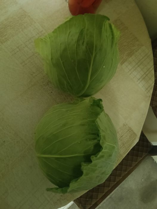 Vând varză pentru murat