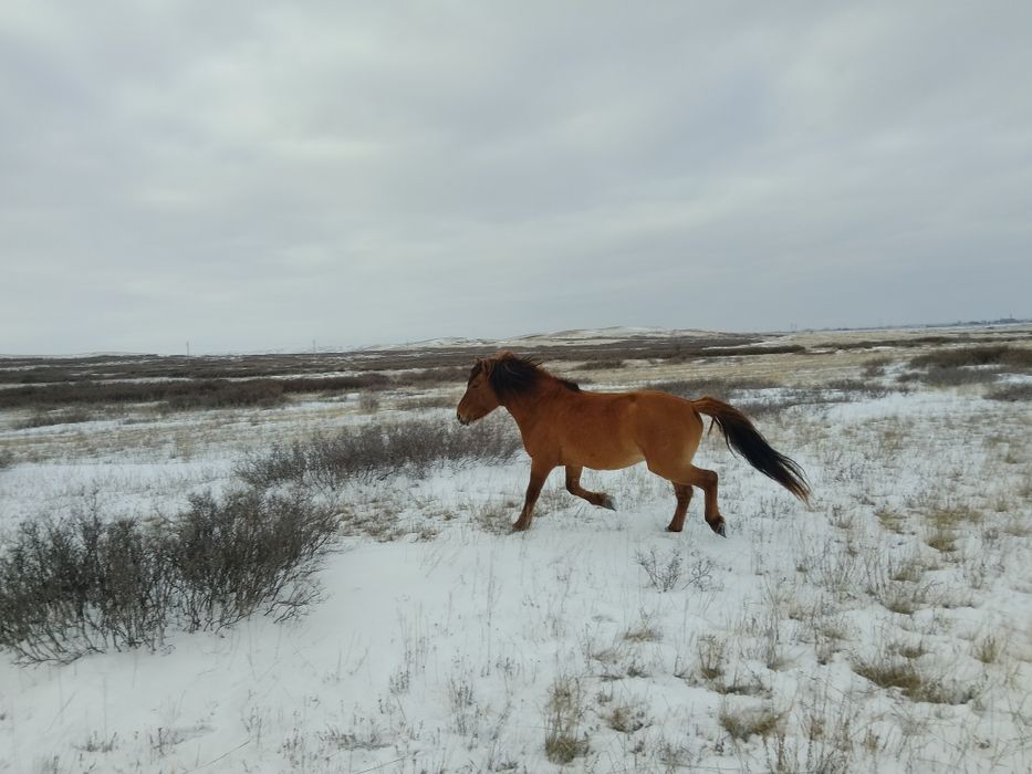 Айғыр сатылады ааа