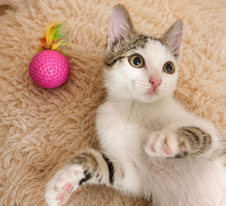 Отдам двух котят