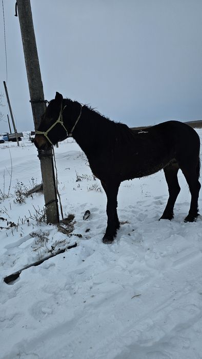 Продам жеребца 2.5 года ходит верхом