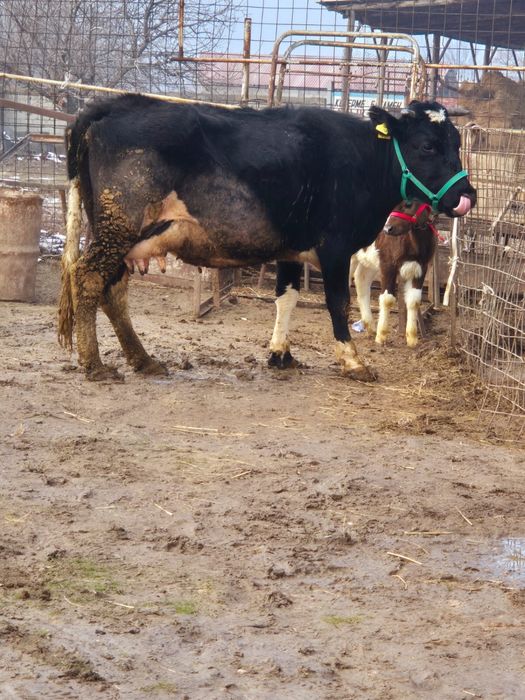 Сиыр сатылады 10лит сутті бар