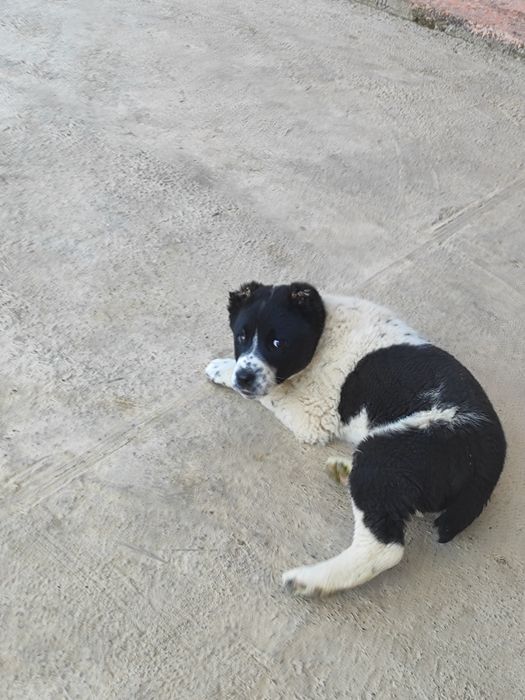 Собака парода төбет