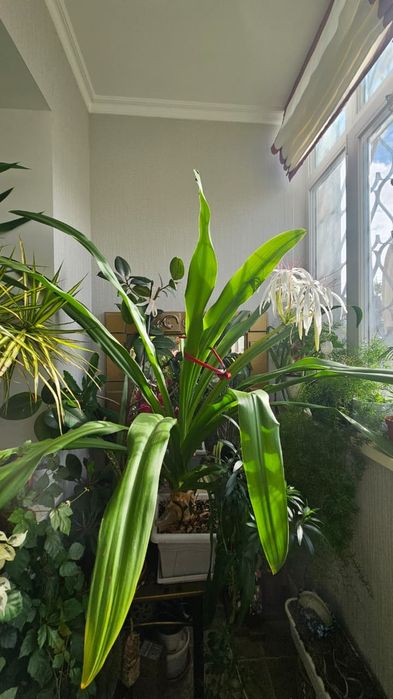 ДЛЯ БОЛЬШИХ ПОМЕЩЕНИЙ !!!   Продам ,диаметр 150 см