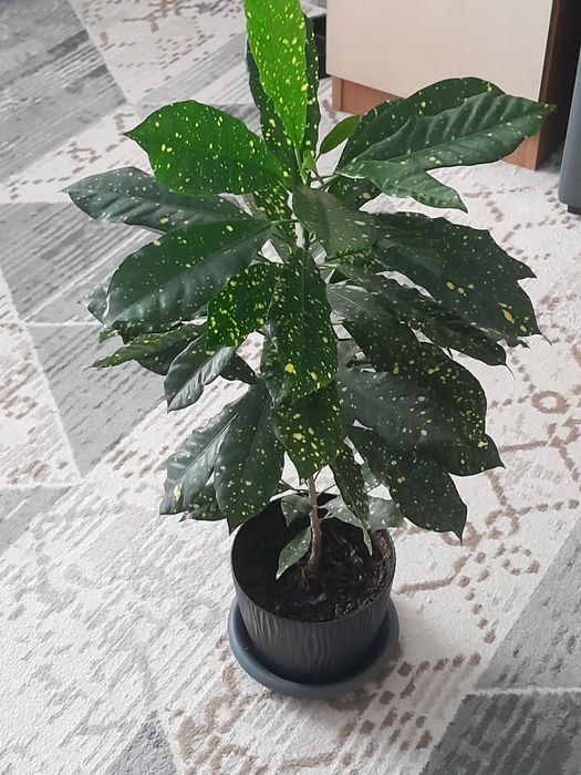 Аукуба  японская