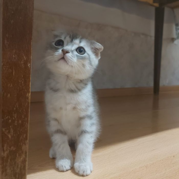 Котенок милый маленький