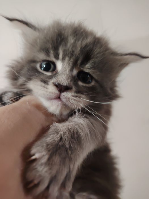 Продам красивых котят Мейн-кун