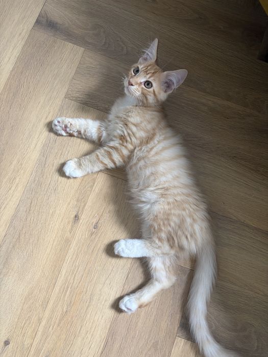 Котенок Мейн-кун мальчик