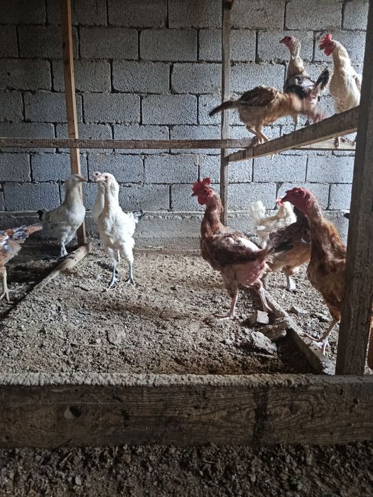 Срочно продам куры и петух
