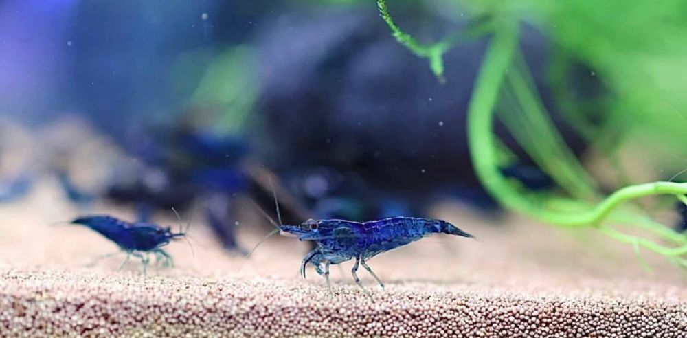 Креветки Blue Dream (Синий) Продается Криветка  Креветка  Krevetka