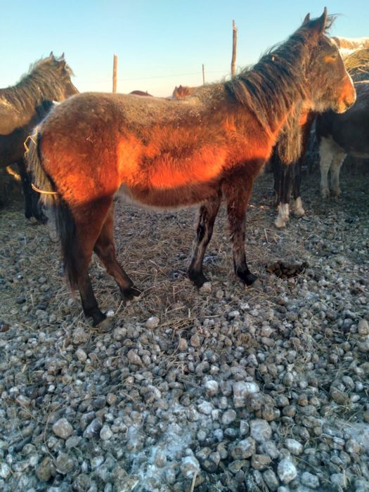 Продам тайчика 1.4