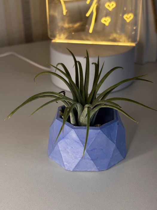 Тилландсия цветы