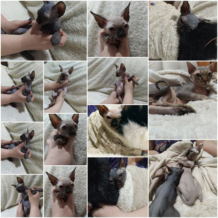 Продаются канадские сфинксы