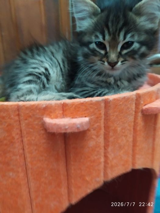 Отдам котят 1.5 месяцев