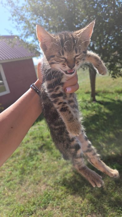 Donez pisicute adorabile