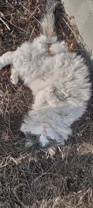 Ласковый кот ищет Дом