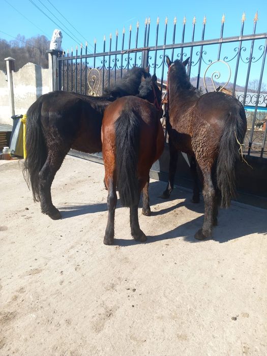 vând un cârlan o mânză și un cal