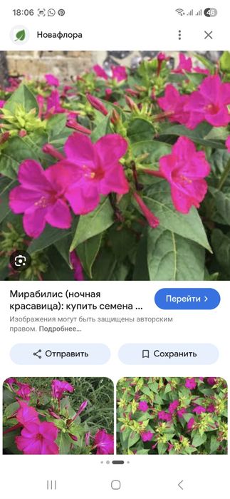 Мирабилис Ночная красавица Рассада