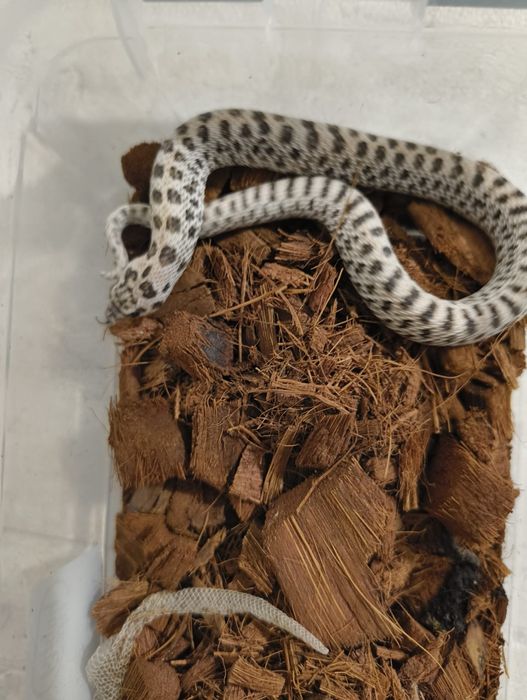 Свиненоса Змия / Heterodon nasicus