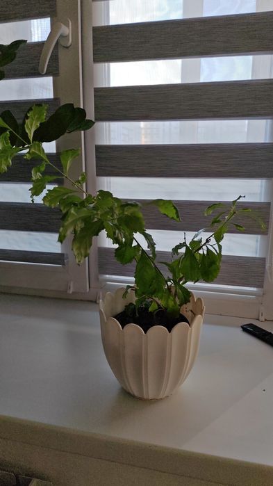 Комнатные цветы, цены от 2000