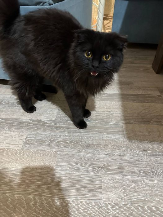 Кошка полукровка вислоухая, без паспорта.