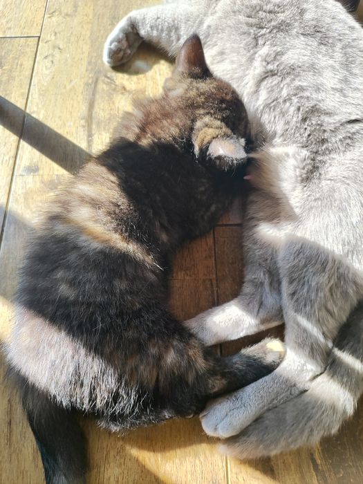 Котенца - късокосмести Британски