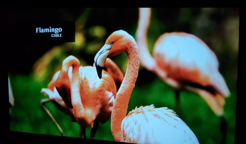 Проектор Everycom Q10 w MAX