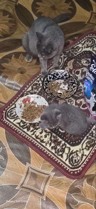 кот и котёнок мать и дитя