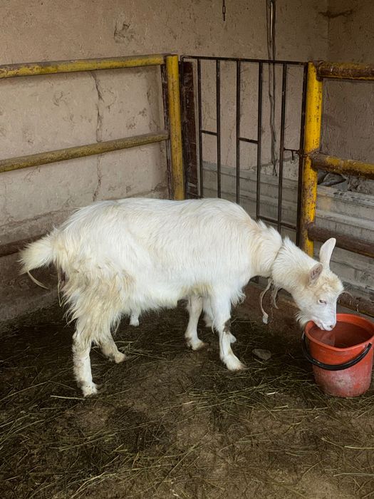 Ешкі сатылады 2 қозысымен