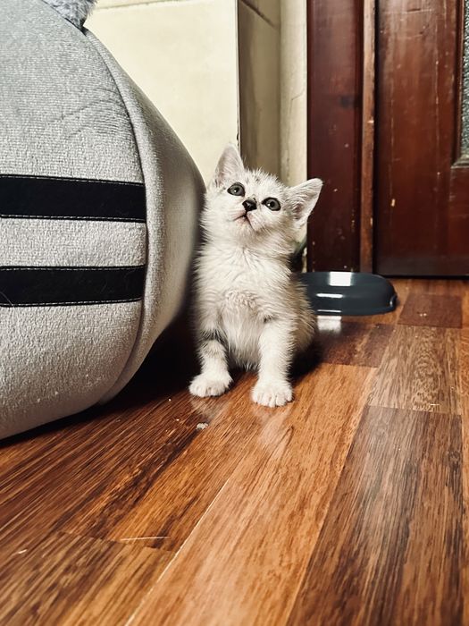 Отдадим милого нежного игривого катенка.