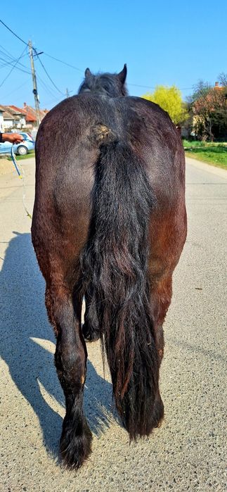 Van un manz de 2 ani