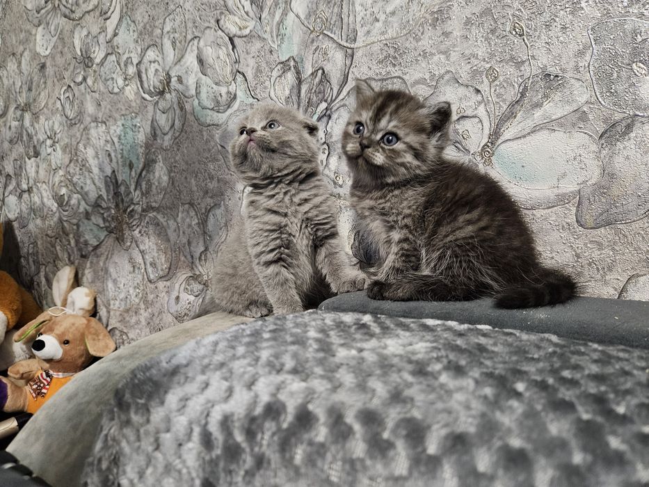 Породистые котята