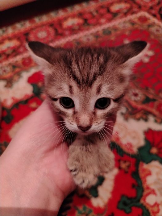 Катята одам бесплатна