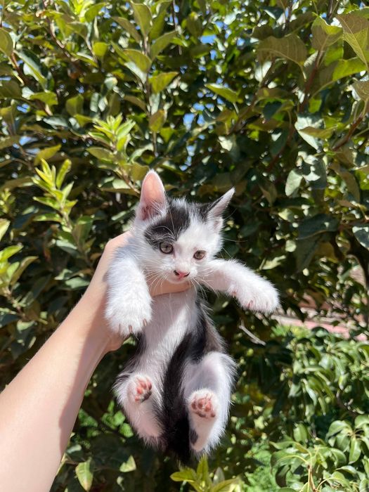 Маленькие котята
