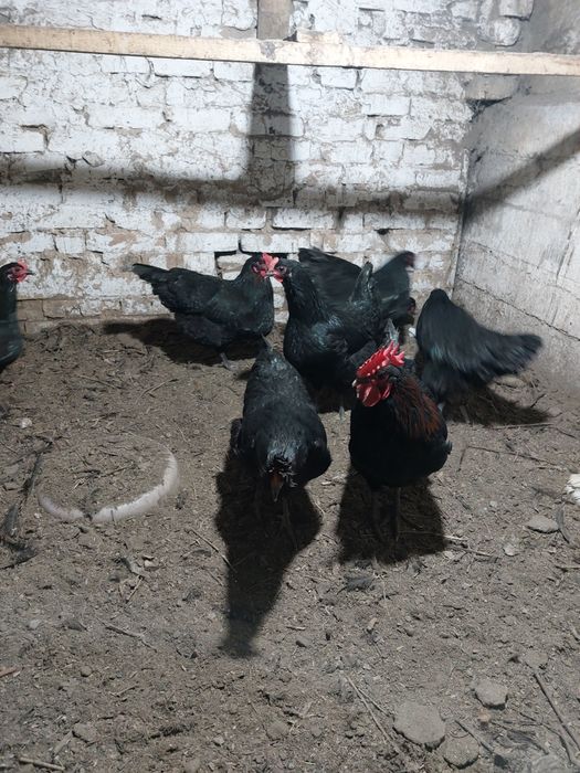 Куры домашние                        .