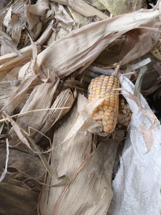 Макка уткан йилки